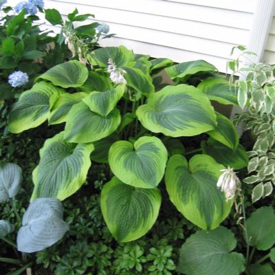 Hosta 'Climax'